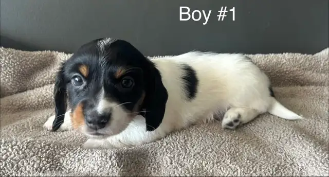 adorable Long Haired Miniature Dachshund in Dogs & Puppies for Rehoming in Mississauga / Peel Region - Image 7