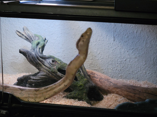 Boa for sale in Reptiles & Amphibians for Rehoming in City of Halifax