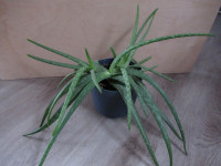 Aloe Vera plant or 2 pots/planters