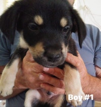 Husky x Rottweiler x Lab mix puppies