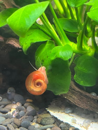 Red Ramshorn snails