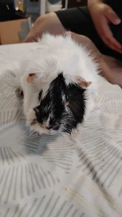 guinea pig, View more
