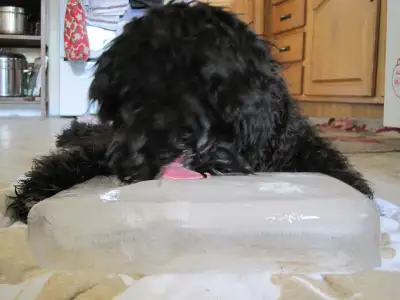 Help Keep Your Pets Cool, View more