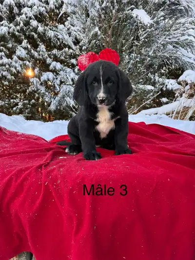 Chiots Labernois, View more