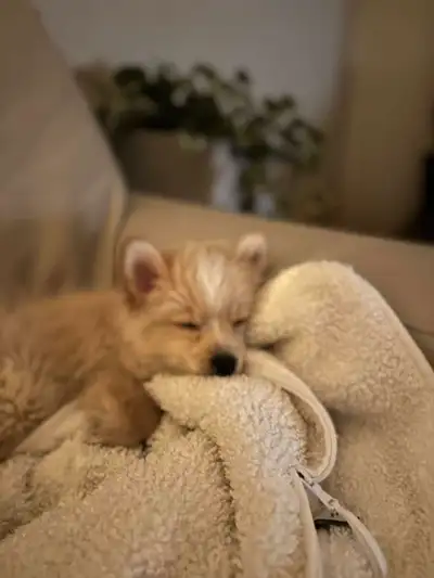 Chiot - Pomeranien & chihuahua - 3 mois, View more