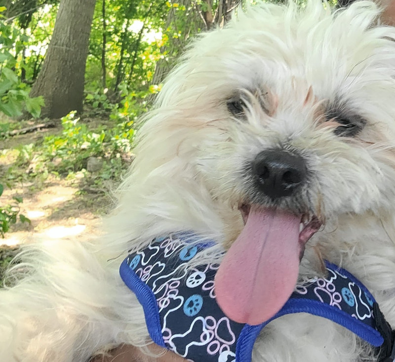 2 dogs and one puppy for sale shih poo Dogs & Puppies for Rehoming