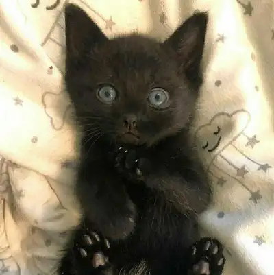 Hi I am offering super beautiful and sociable kittens, They are litter trained and used to eat dry f...