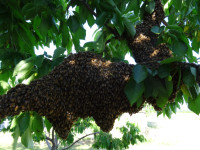 BEE Swarm Removal