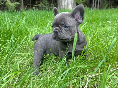 Pure Blue French Bulldog puppies, View more