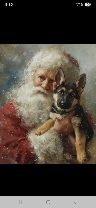 Germam Shepherd puppies, View more