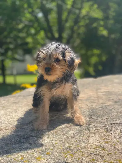 Yorkie puppy available, View more