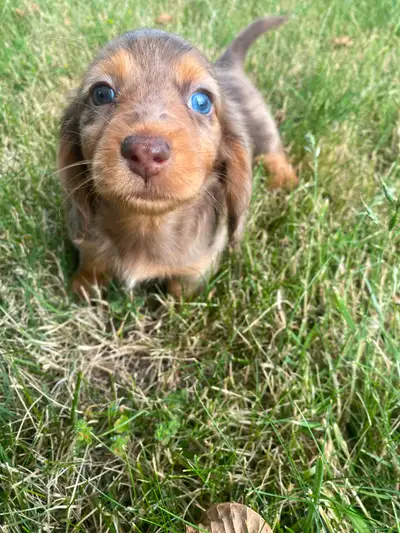 Mini dachshund puppy long haired and smooth, View more