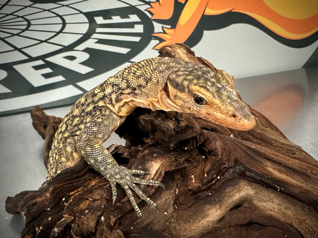 Quince Monitor-Available Now! in Reptiles & Amphibians for Rehoming in Markham / York Region - Image 2