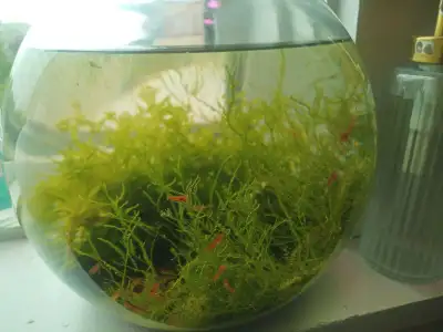 ✅ About 1 year old fully established ecosystem bowl. ✅ All Orange Baby Shrimps, daphnia, phytoplankt...