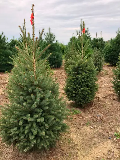 Ontario Grown Trees, View more