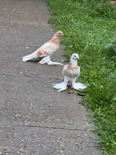 Pigeon for sale