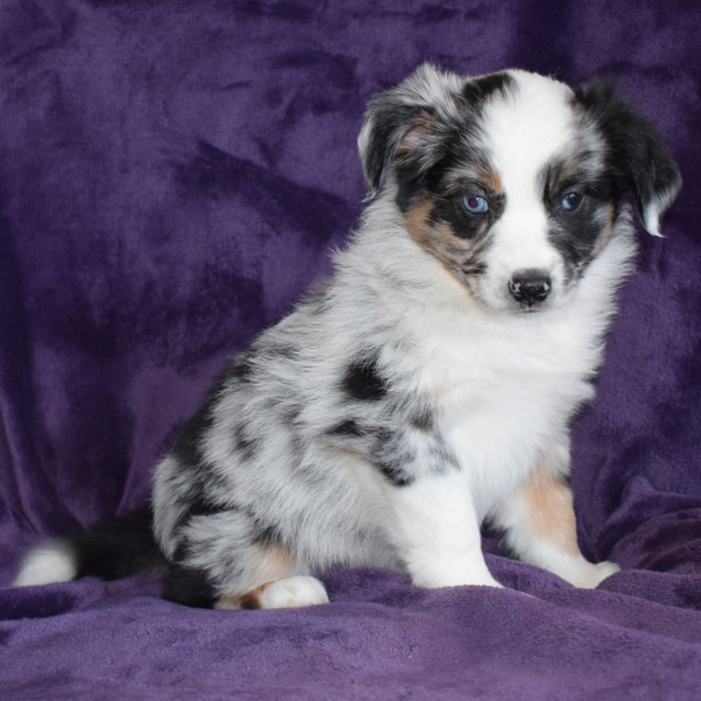 Australian Shepherds, CKC registered in Dogs & Puppies for Rehoming in Vancouver - Image 3