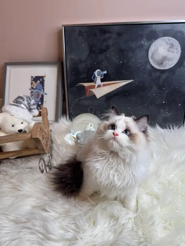 purebred ragdoll boy