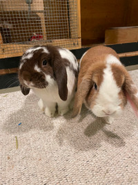 Rehoming 2 rabbits (serious inquiries only)