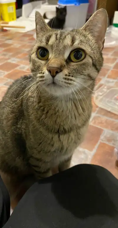 Cat for Adoption, View more