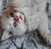 Beautiful chinchilla hymalian fluffy kittens $650
