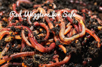 worms for bait in Buy & Sell in Ontario - Kijiji Canada