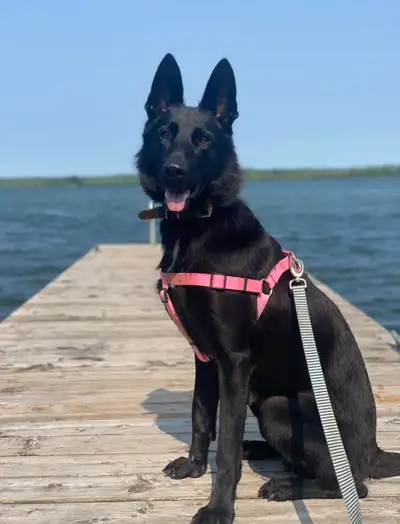 berger allemand, View more