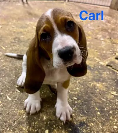 Basset Hound Puppies, View more