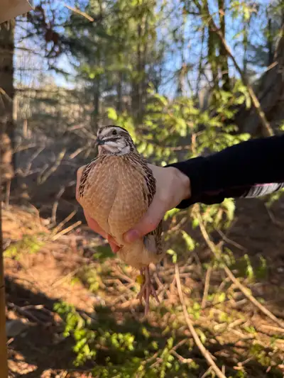Adult Male Coturnix Quail, View more