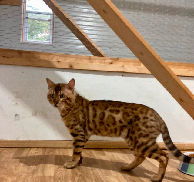 Bengal cats in Cats & Kittens for Rehoming in Edmonton