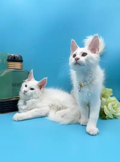 Maine Coon purebred kitten female, View more