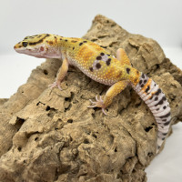 Gecko léopard Hypo Green & Tangerine het Rainwater