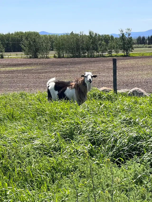 Purebred Kiko Billy Goat in Livestock in Vanderhoof - Image 3