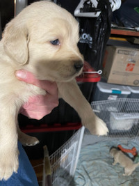1 male pure breed golden retriever puppy.600$.