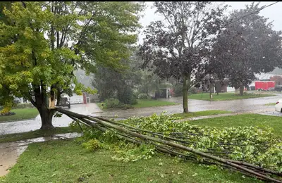 Emergency Tree Removal, View more