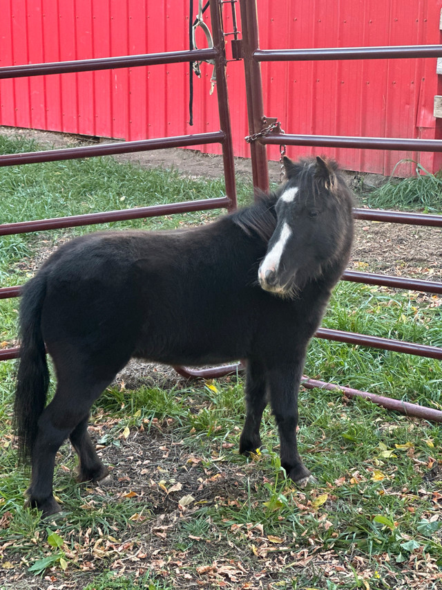 5 year old mini in Horses & Ponies for Rehoming in Calgary - Image 2