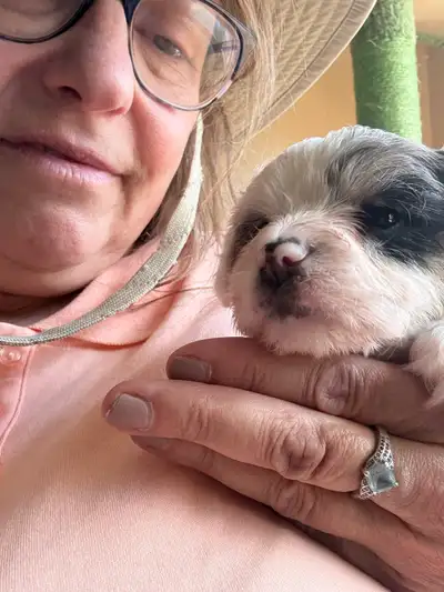 Yorkiepoos : ready to go to your home June 3 /26, View more
