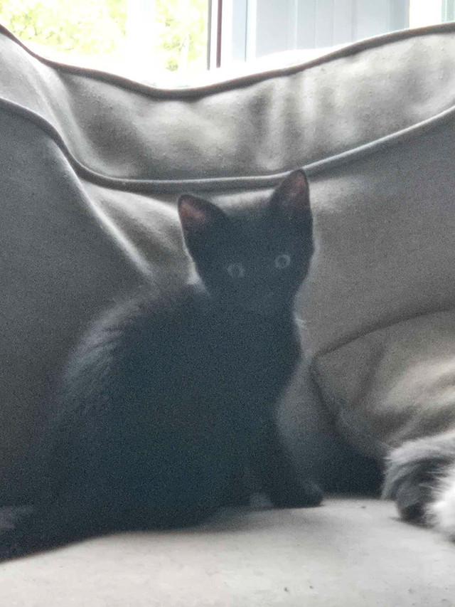 Chatton a Vendre dans Chats et chatons à adopter  à Lanaudière - Image 3