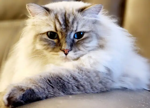 Neva Masquerade Kittens (Siberian) | 2 Available