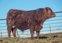 Red Angus and Hereford bulls 