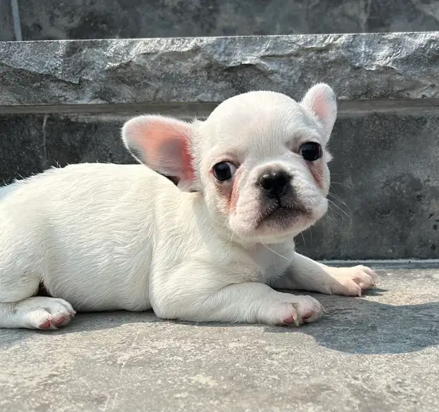 French Bulldog Female in Dogs & Puppies for Rehoming in Oakville / Halton Region - Image 9