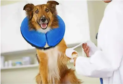 BENCMATE - Collier Cône de Récupération, Collier Cône Gonflable pour Chien, Collier Post-Chirurgical...