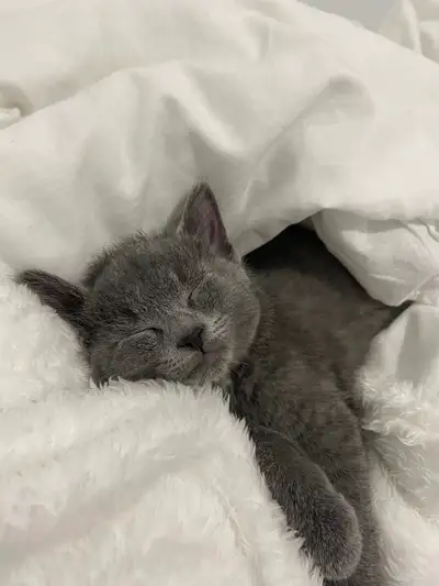 Russian Blue Kitten, View more