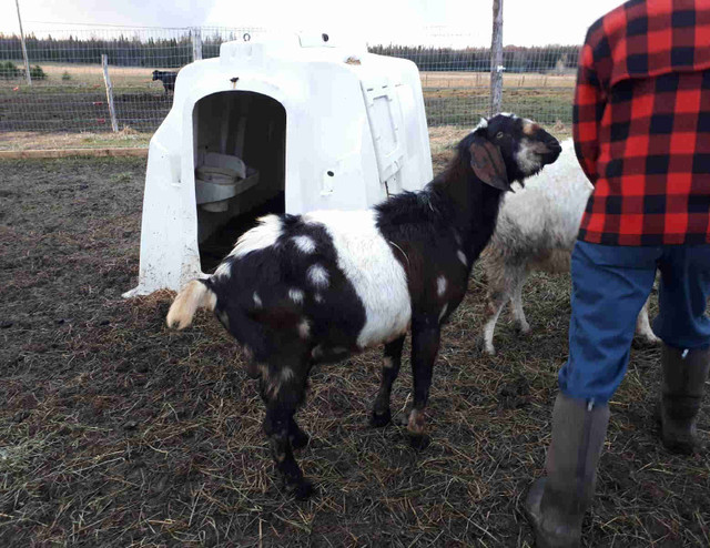 Bouc Nubien / Chèvre dans Animaux de ferme  à Ville de Québec