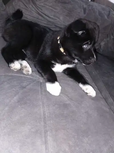 pomsky puppy female for sale, View more