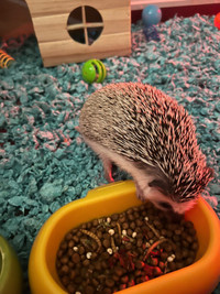  Hedgehog 