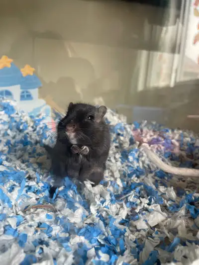 2 Female Gerbils, View more