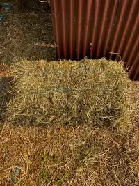 2nd cut horse hay