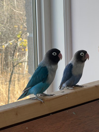 Lovebird pair 
