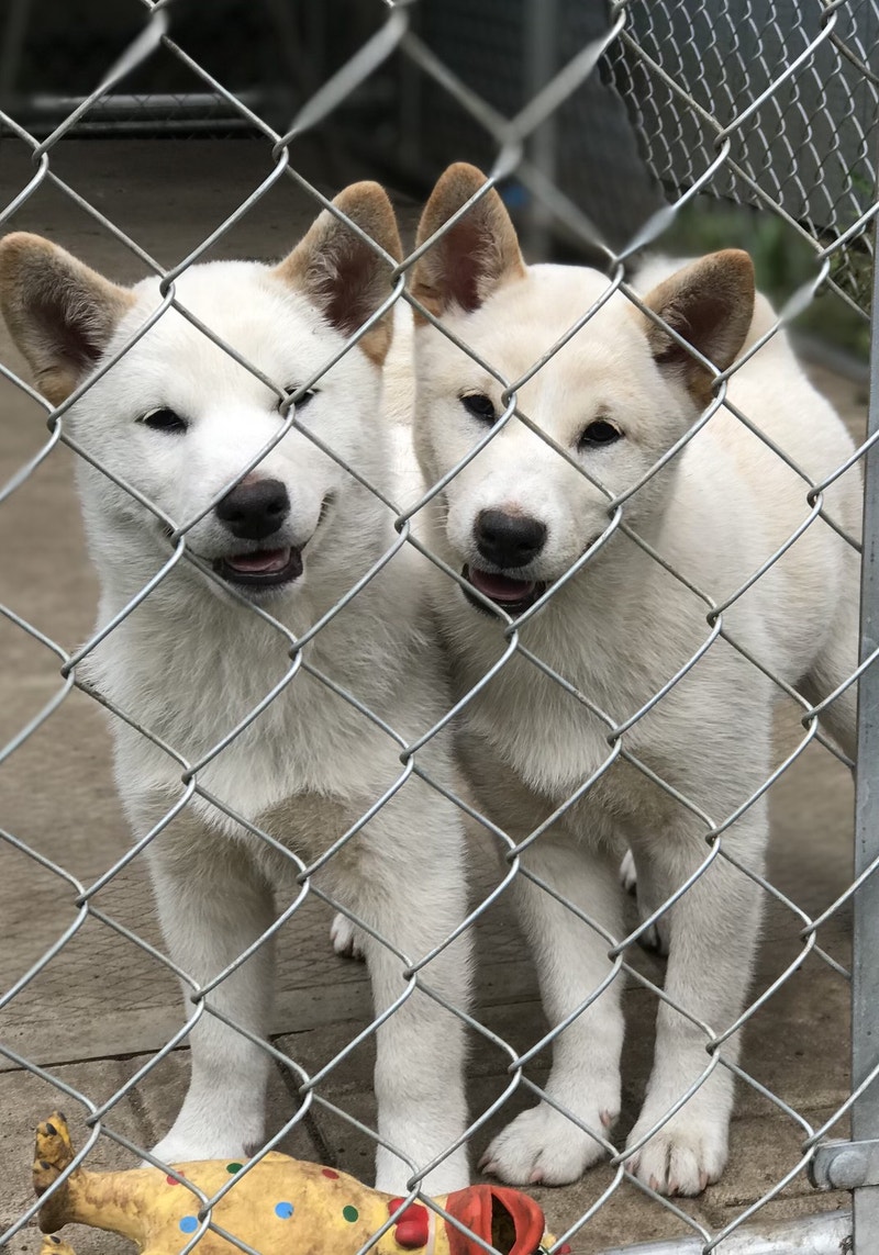 Purebred Japanese Shiba Inus ONE LEFT!! Price drop Dogs & Puppies for